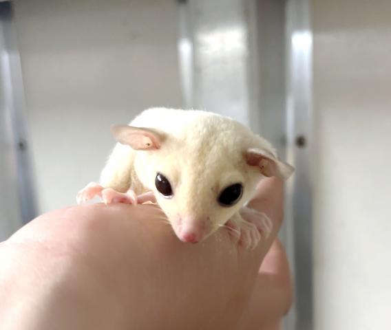 クリミノヘテロプラチナ