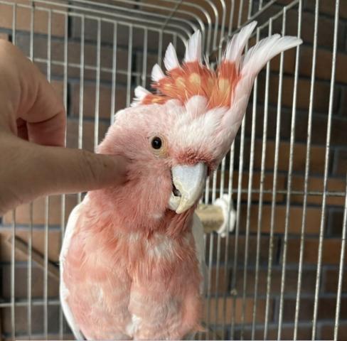 クルマサカインコxモモイロ　ハイブリッド