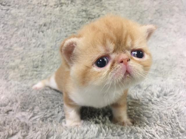 エキゾチックショートヘアー