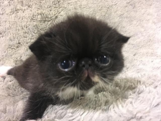 エキゾチックショートヘアー