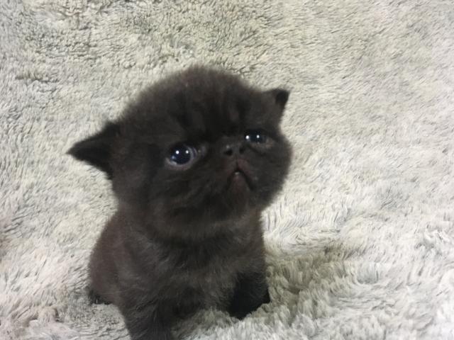 エキゾチックショートヘアー