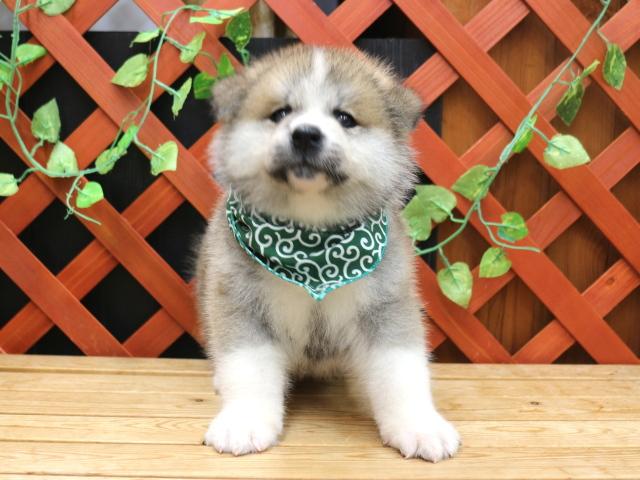 秋田犬