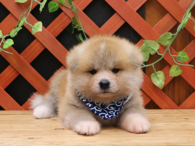 秋田犬