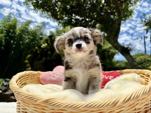 チワワ（ロングコート）