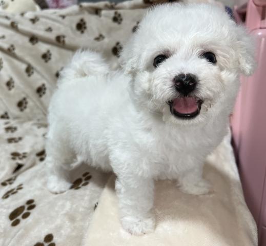 ビションフリーゼ