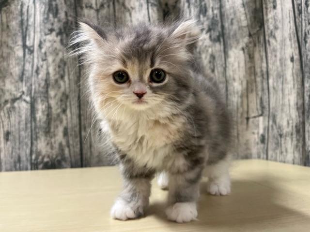スコティッシュフォールド　※耳立