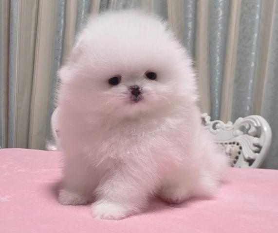 ポメラニアン