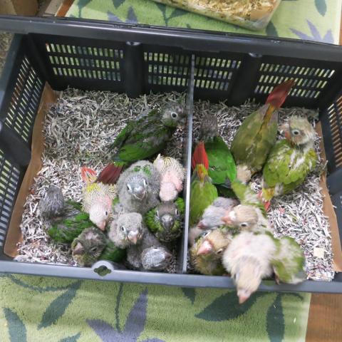 ウロコインコ色々