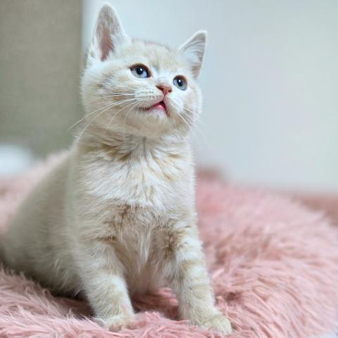ブリティッシュショートヘア