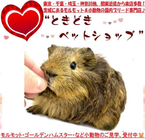モルモット シェルティモルモット