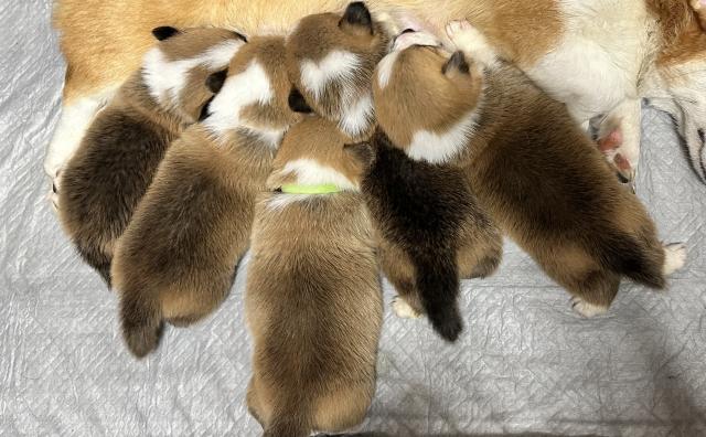ウェルシュコーギーペンブローク