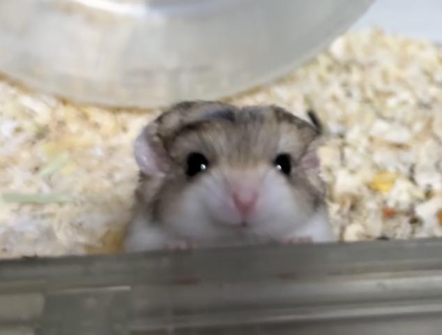 ファットテールジャービル(マカロニマウス)