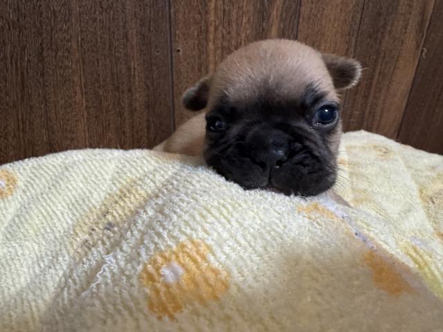 フレンチブルドッグ