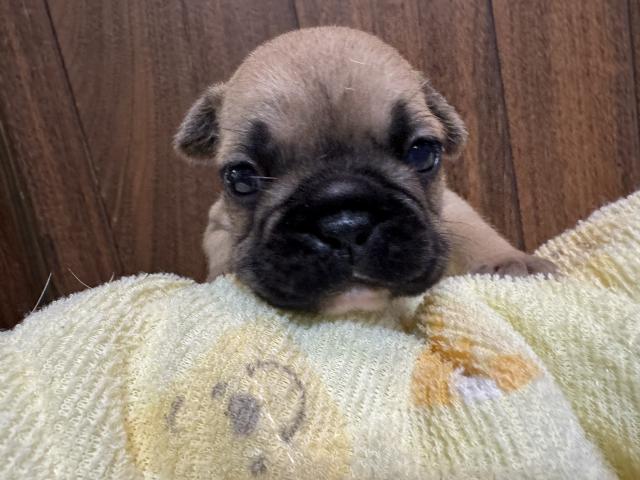 フレンチブルドッグ