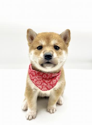 柴犬