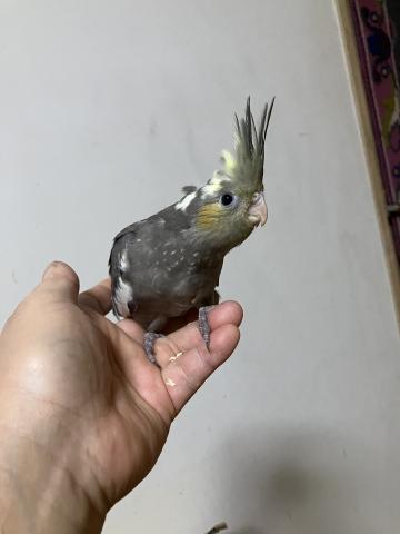 オカメインコ