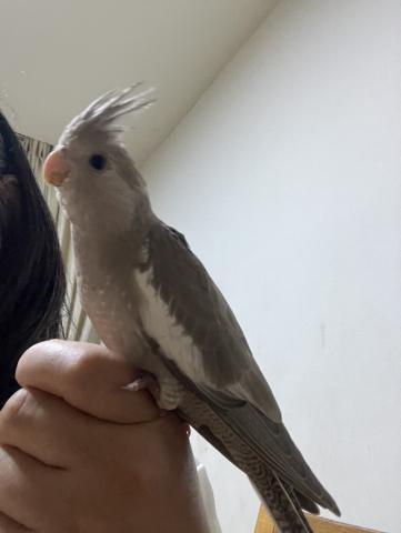 オカメインコ ホワイトフェイス シナモン