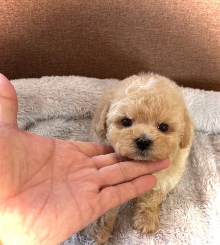 トイプードルタイニーサイズ確定の子🌸【プレミアクラス】小さめTカップサイズに近いタイニーサイズ確定の子💕アプリコットの可愛い子🌸おトイレを覚えた賢い子🌸お問い合わせ3件入ってます🌸