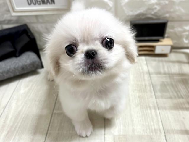 ペキニーズ