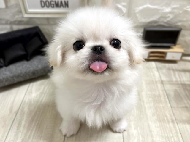 ペキニーズ