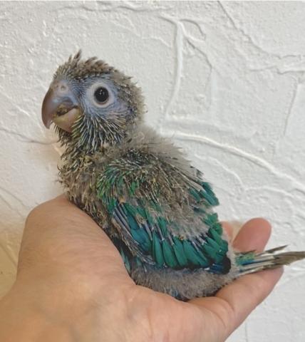 ターコイズブルー ウロコインコ
