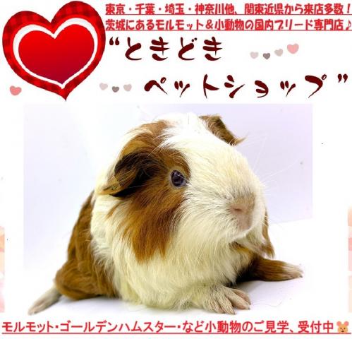 モルモット シェルティモルモット