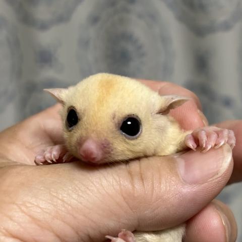 リューシ  ヘテロクリミノ