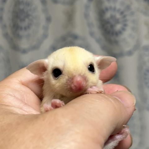 リューシ