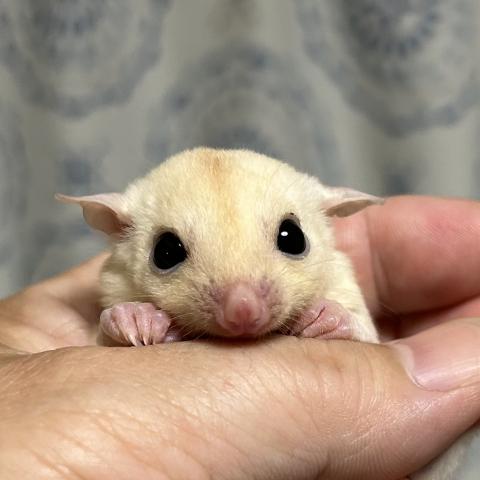 リューシ