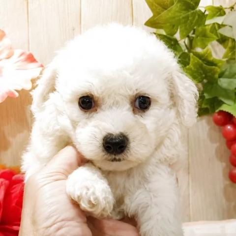 ビションフリーゼ