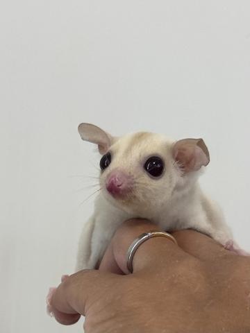 クリミノヘテロリューシ