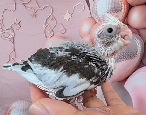 オカメインコ WFパイド
