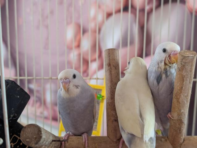 ホワイトウイングライラックセキセイインコ