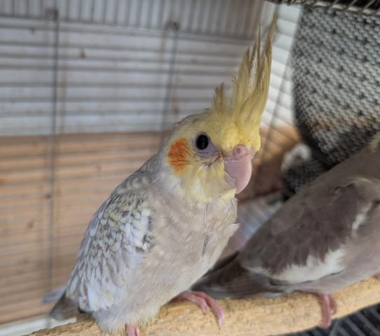 オカメインコ シナモンパール