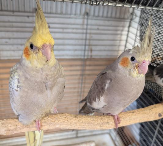 オカメインコ シナモン