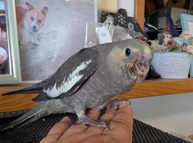 オカメインコ PFノーマル