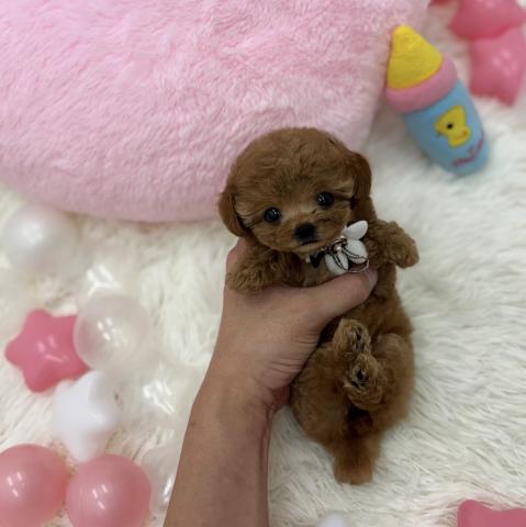 トイプードル🫧ロイヤルティーカッププードル🫧