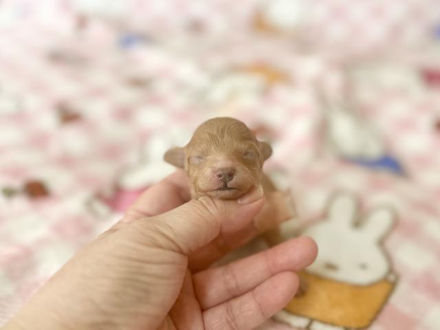 トイプードル