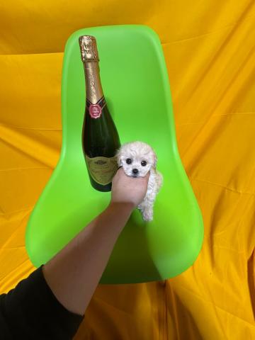 トイプードル1.2kg成犬時予想超極小ロイヤルティーカッププードル😃