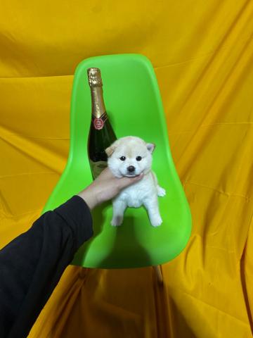 柴犬極小豆柴3.3kg成犬時予想😃