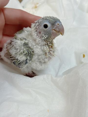ウロコインコ 42