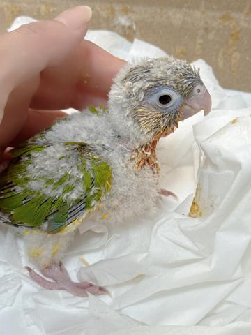 ウロコインコ 39