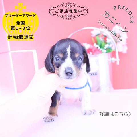 カニヘンダックスフンド　スムース