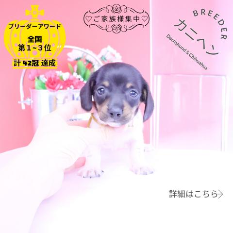 カニヘンダックスフンド　スムース