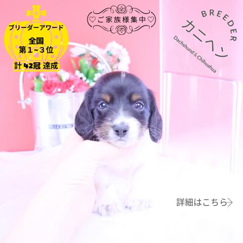 カニヘンダックスフンド　ロング