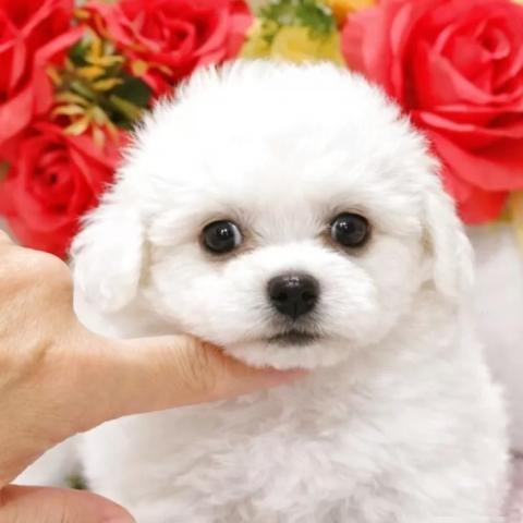 ビションフリーゼ