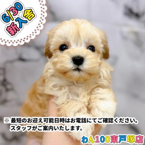 MIXマルチーズ×トイプードル