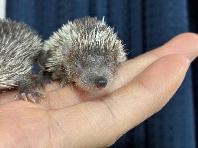 ヒメハリテンレック
