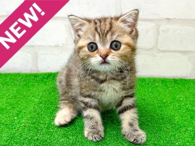 ブリティッシュショートヘア