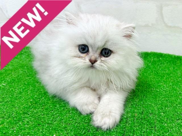 ペルシャ・ヒマラヤン